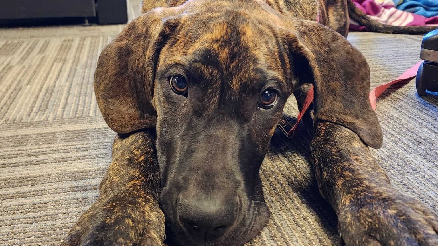 The 7 Best Office Pets Let an Office Pet Elevate Your Atmosphere