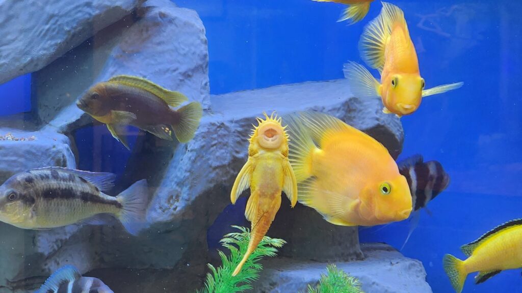 bristlenose plecostomus eating algae off aquarium glass with other fish and decor in the background