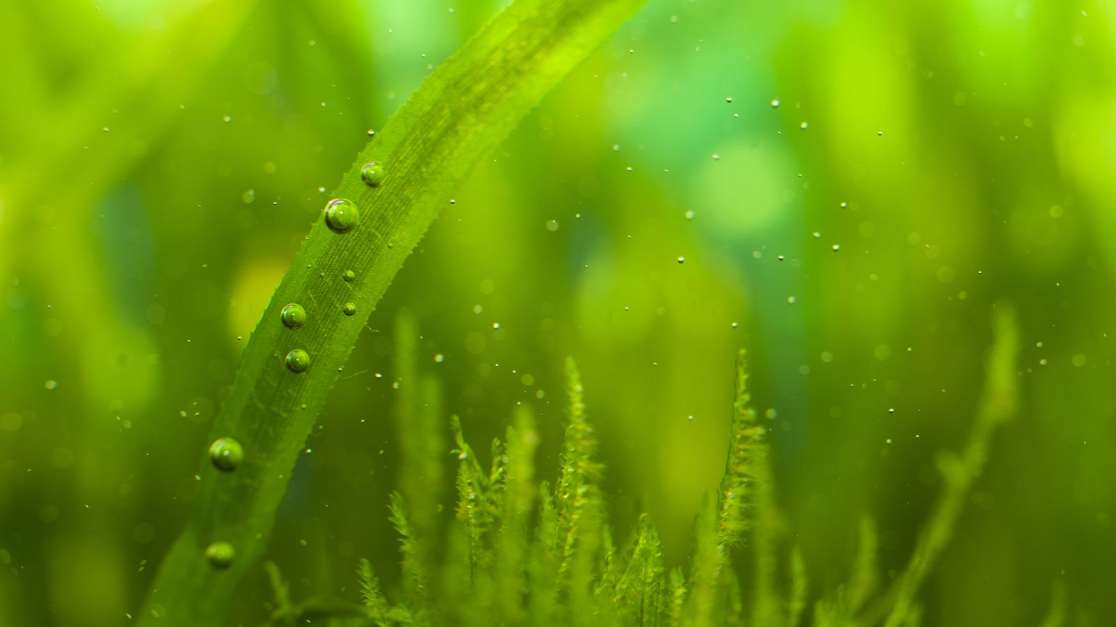 7 Easy Ways to Control Algae in a Fish Tank Serenity Aquarium & Aviary Services