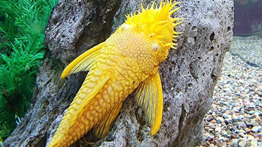 bristlenose plecostomus feeding on an aquarium rock