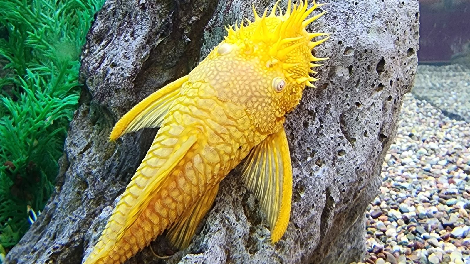 5 Effective Algae Eater Fish for Freshwater Aquariums Serenity