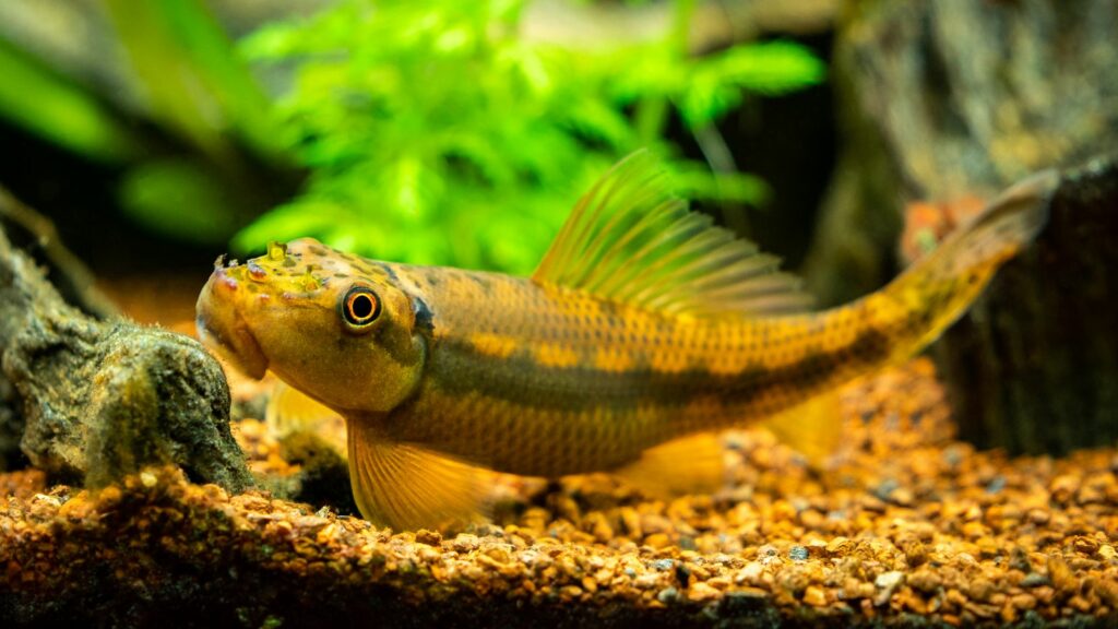 Chinese Algae Eater grazing the bottom of a decorated fish tank