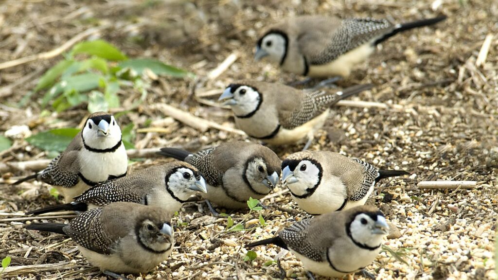 a group of owl finches eating seeds in a field