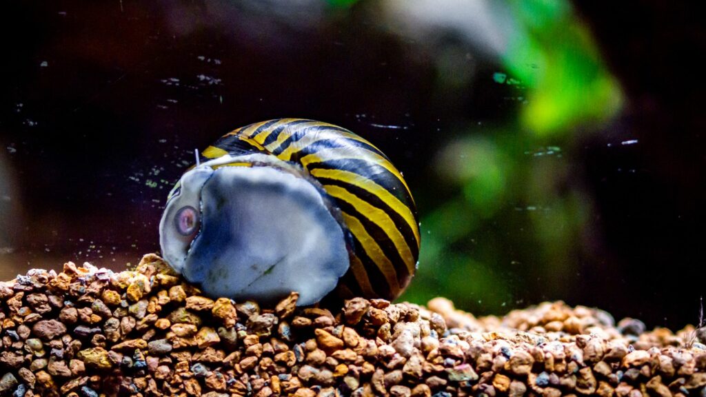 Nerite Snail eating algae off the glass of a fish tank