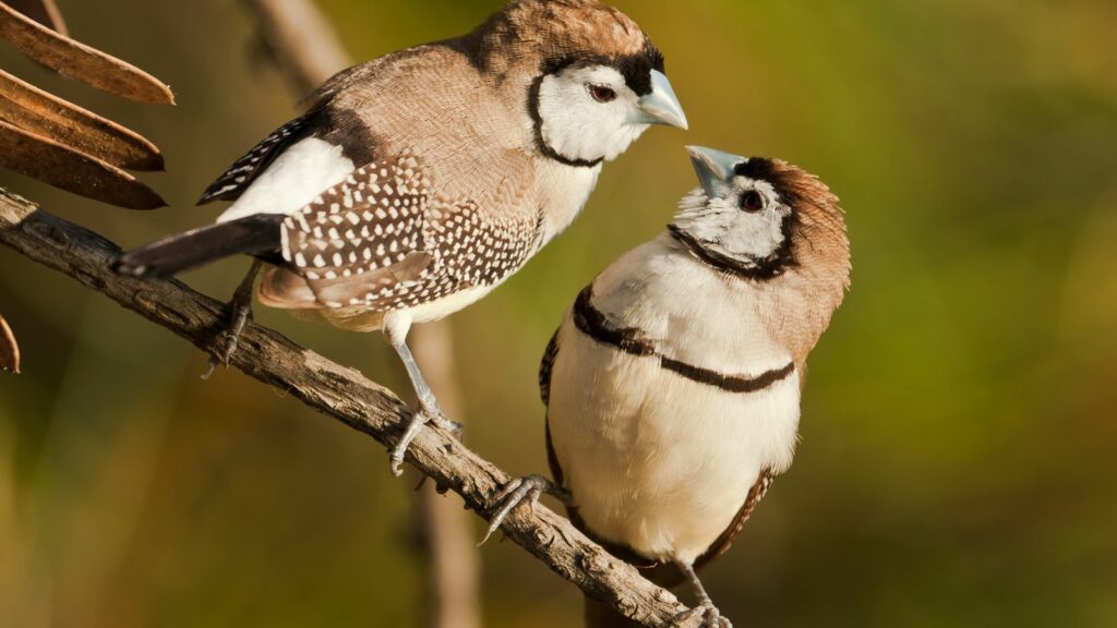 an owl finch couple perched on a tree branch