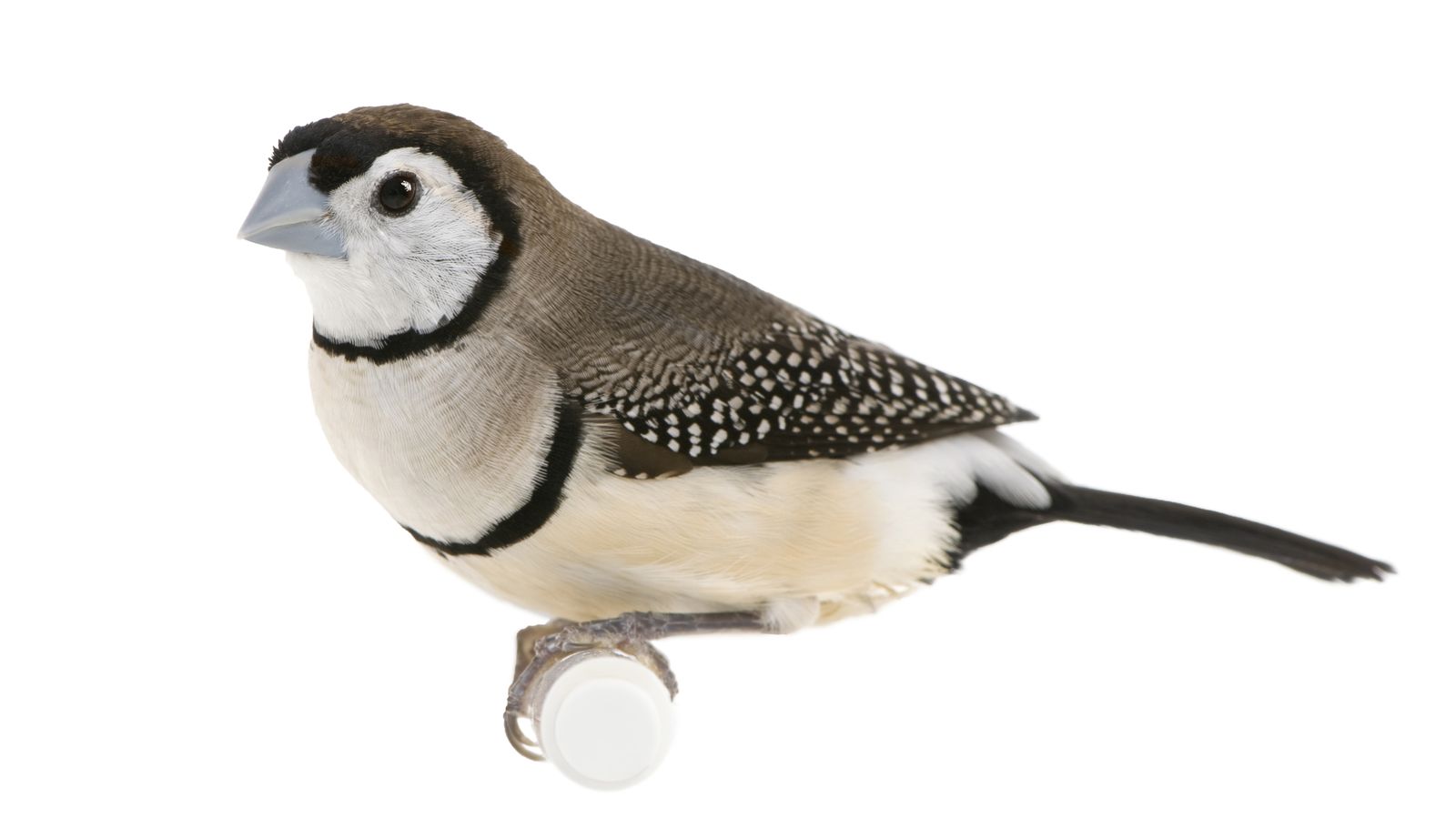 Owl Finch The Finches of Serenity Serenity Aquarium & Aviary Services