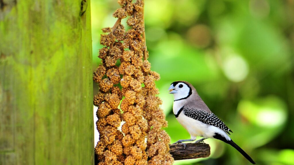 owl finch eating millet in an aviary