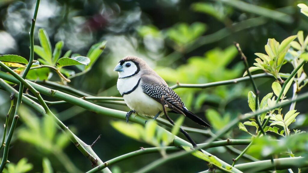 owl finch perched in a tree