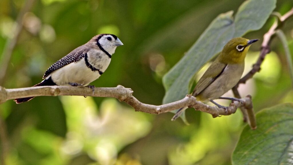 an owl finch perched on a branch with a different species of bird