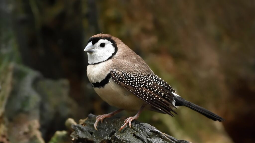 close up view of an owl finch