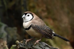 owl finch standing on a log