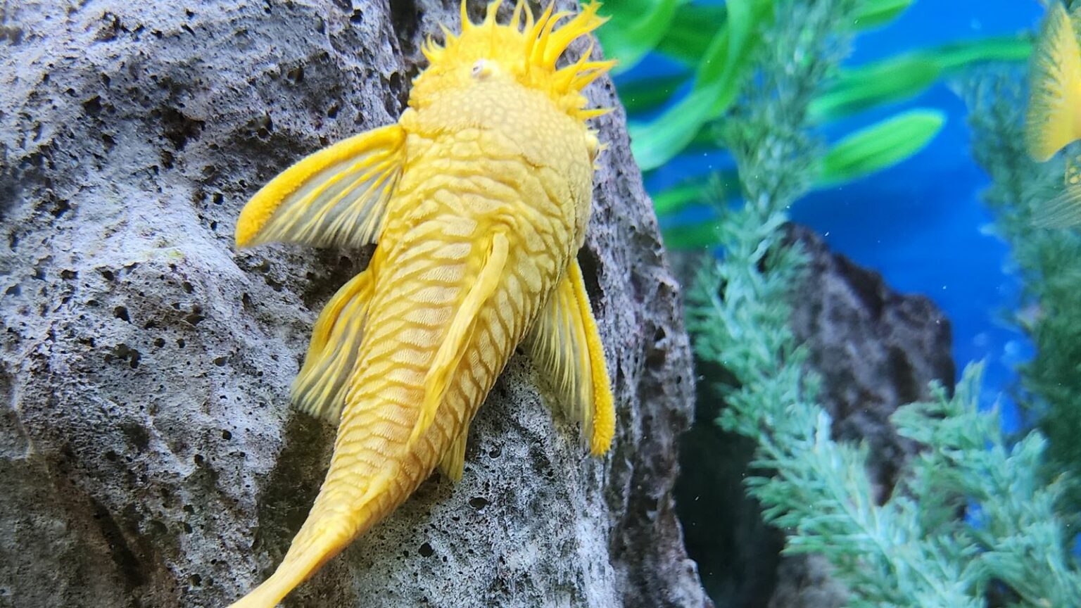 7 Easy Ways to Control Algae in a Fish Tank Serenity Aquarium