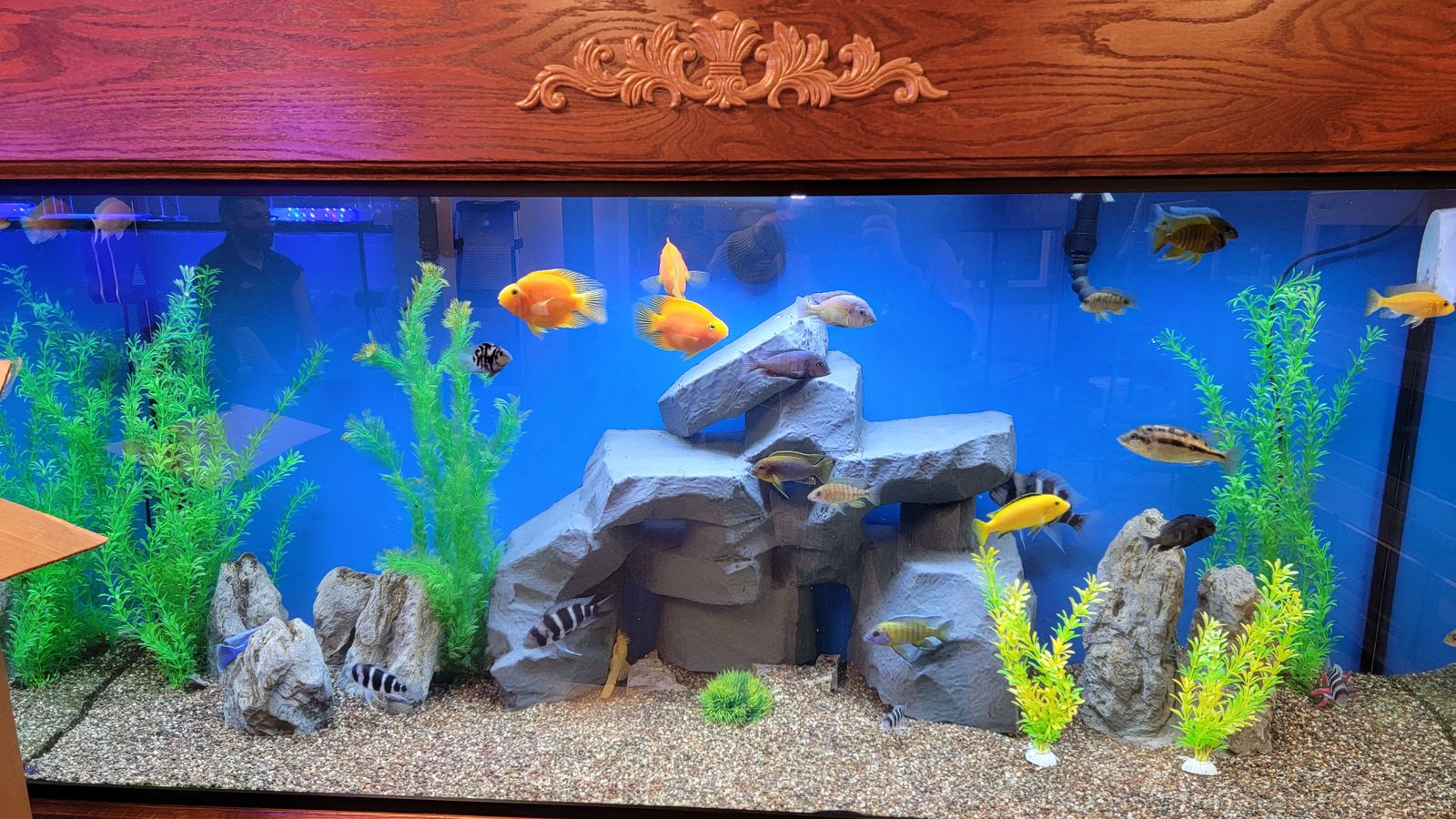7 Easy Ways to Control Algae in a Fish Tank Serenity Aquarium & Aviary Services