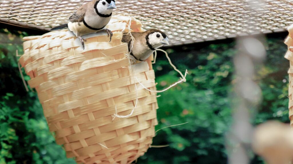 two owl finches in a nest in a serenity aviary