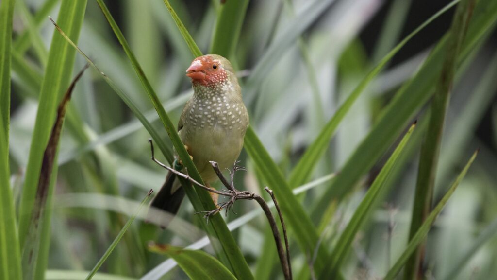 star finch perched on tall grass