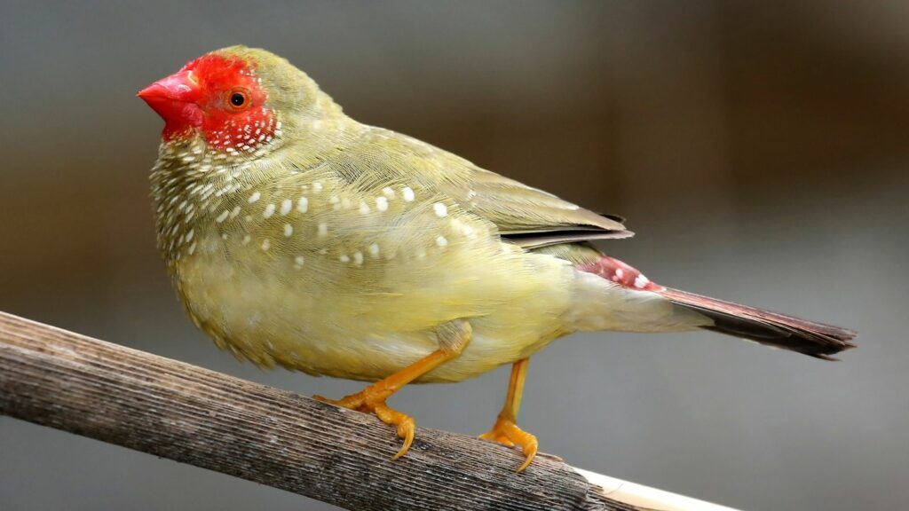 star finch perched on a tree branch