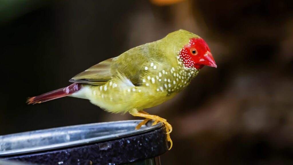 star finch sitting on the side of a water fountain