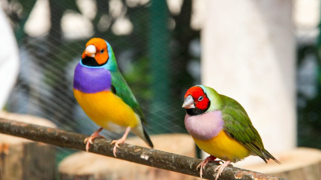 male and female gouldian finches perched together on a branch