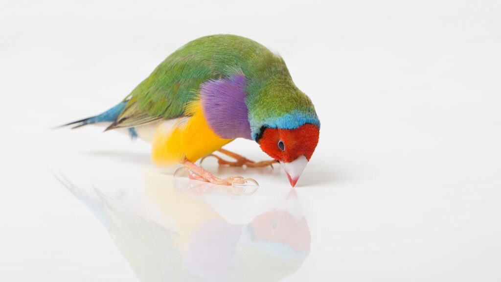lady gouldian finch looking at its reflection on the ground