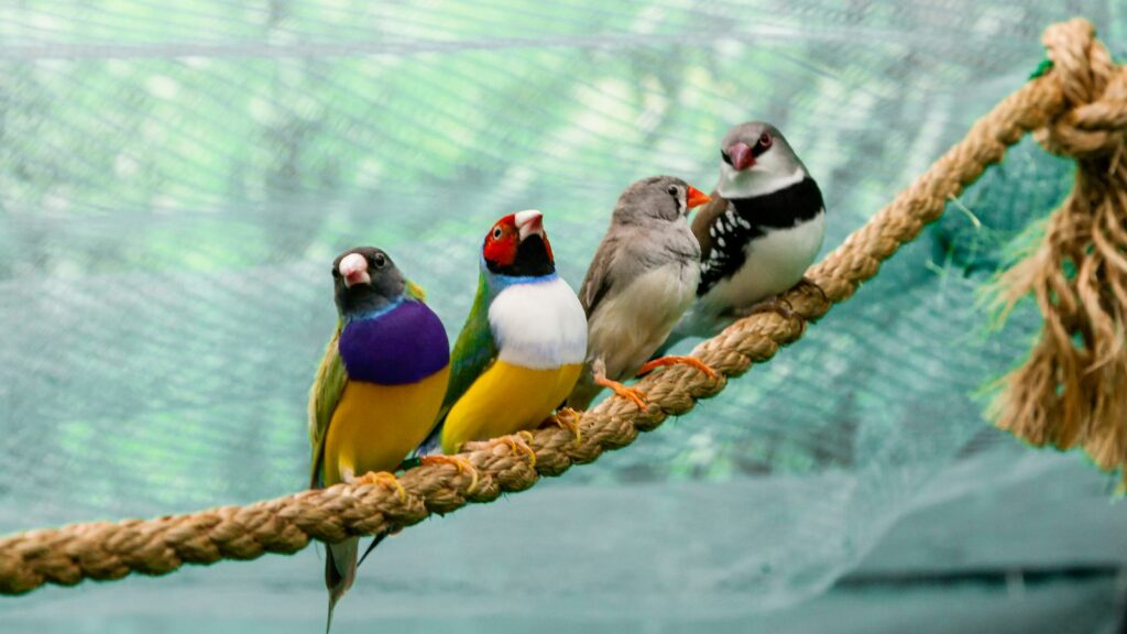 multiple colorful finches perched on a rope in an aviary