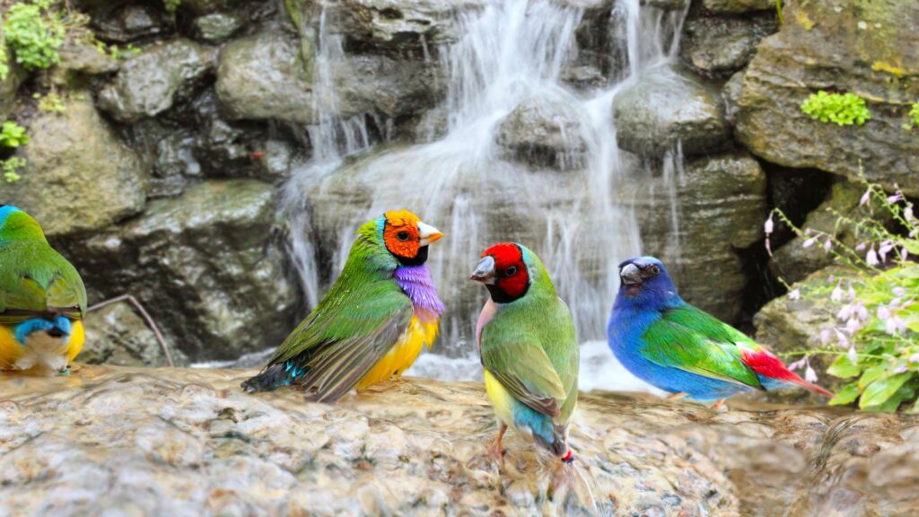 four colorful gouldian finches standing in a stream