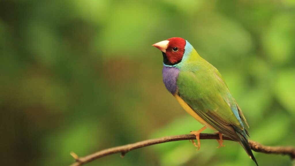 lady gouldian perched on a tree branch