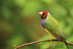 lady gouldian perched on a tree branch