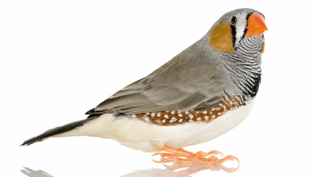 zebra finch physical appearance