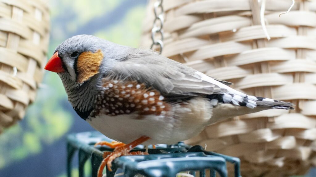 zebra finch sitting in a serenity aviary