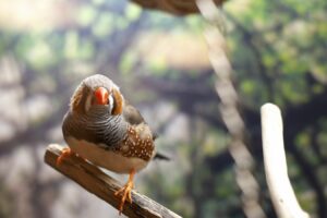 zebra finch perched on a branch in an aviary