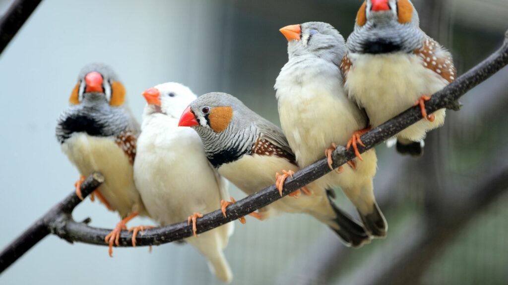 zebra finches perched on a branch