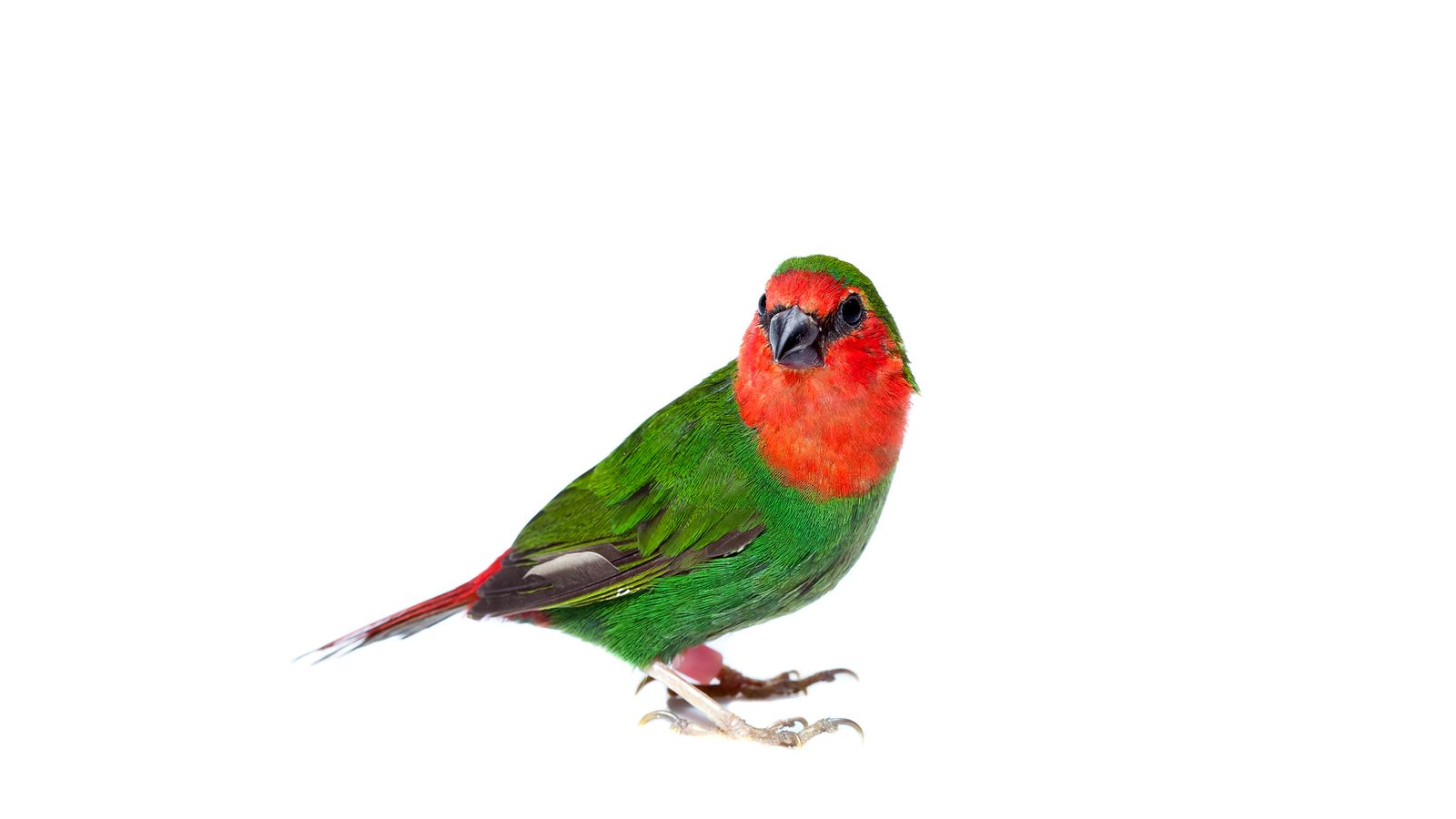 Parrot Finch - The Finches of Serenity | Serenity Aquarium & Aviary ...
