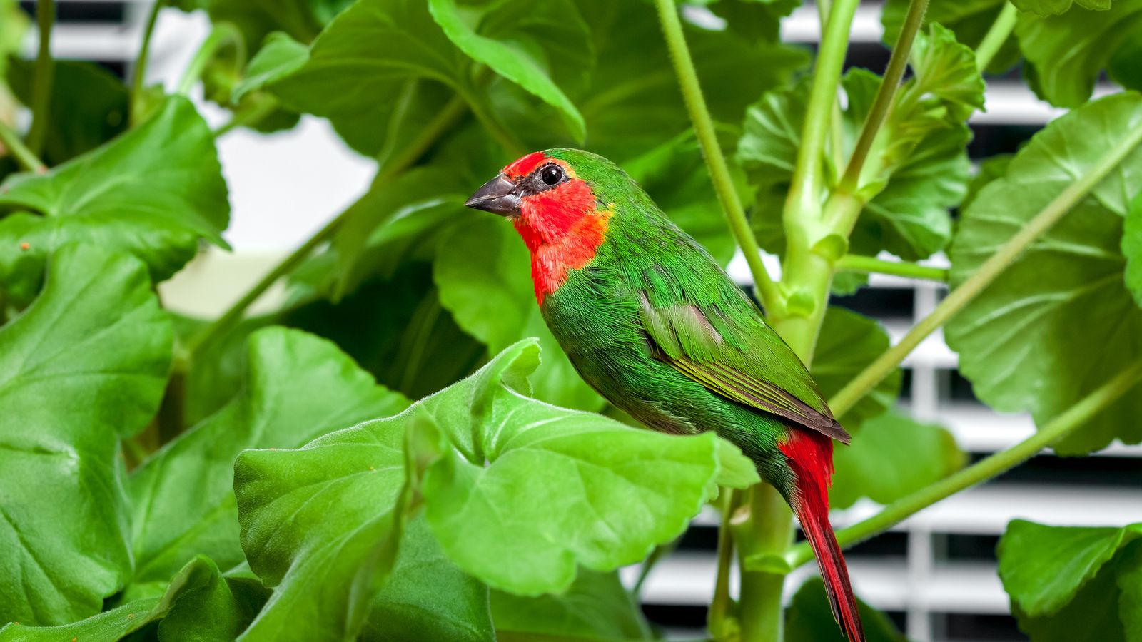 Parrot Finch – The Finches of Serenity