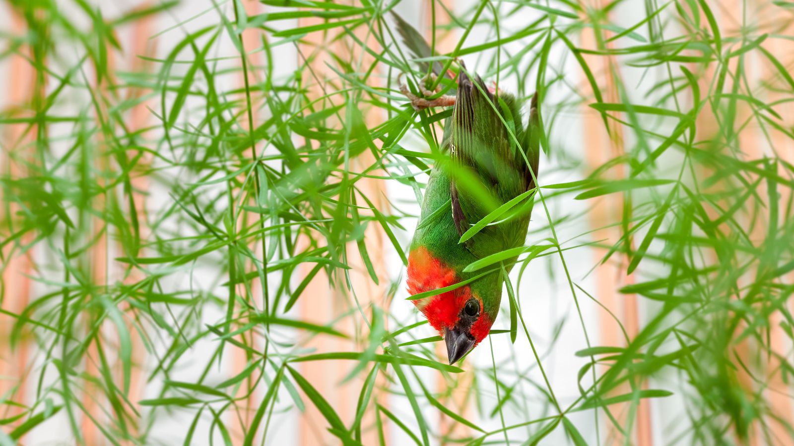 parrot-finch-the-finches-of-serenity-serenity-aquarium-aviary